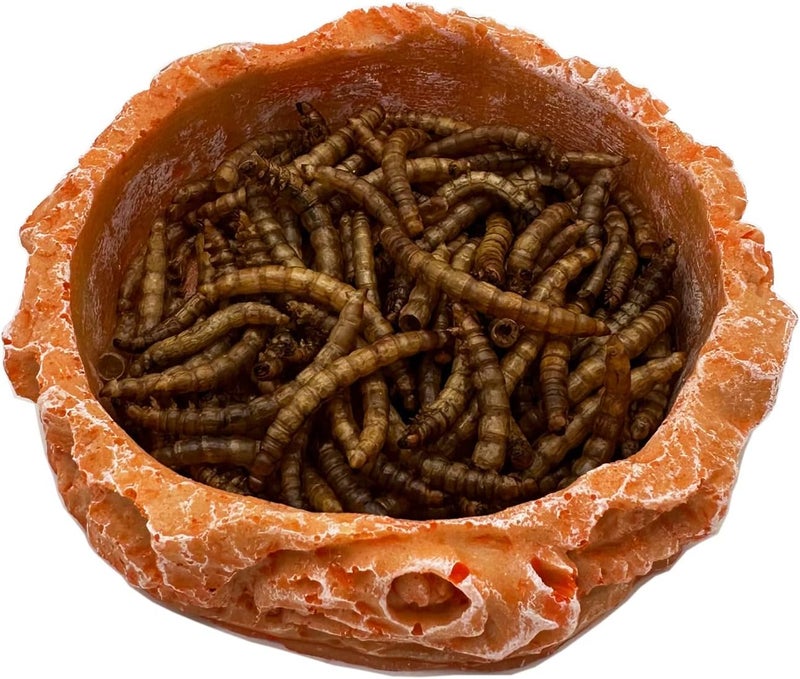 CATENEED Small Reptile Water Dish Food Bowls, 2 Pack Reptile Feeding Dish for Hermit Crab Bearded Dragon Lizard Leopard Gecko Tortoise Frog - Image 3